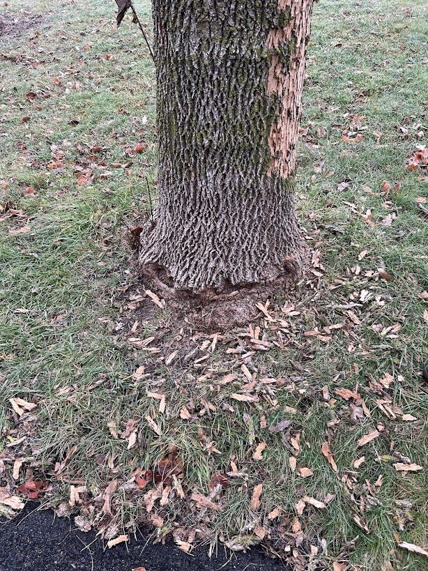 Tree with wood flecks on the ground