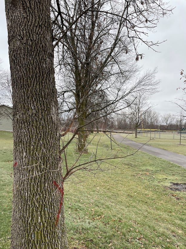 Tree with sprouting along the base of the trunk