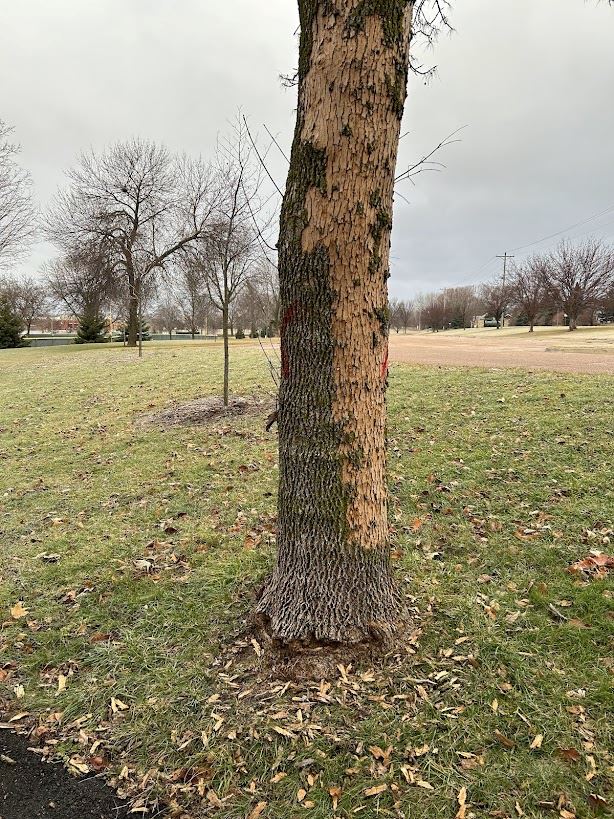 Emerald Ash Borer Infected Tree with patchy bark, wood flecks on ground, and sprouting 
